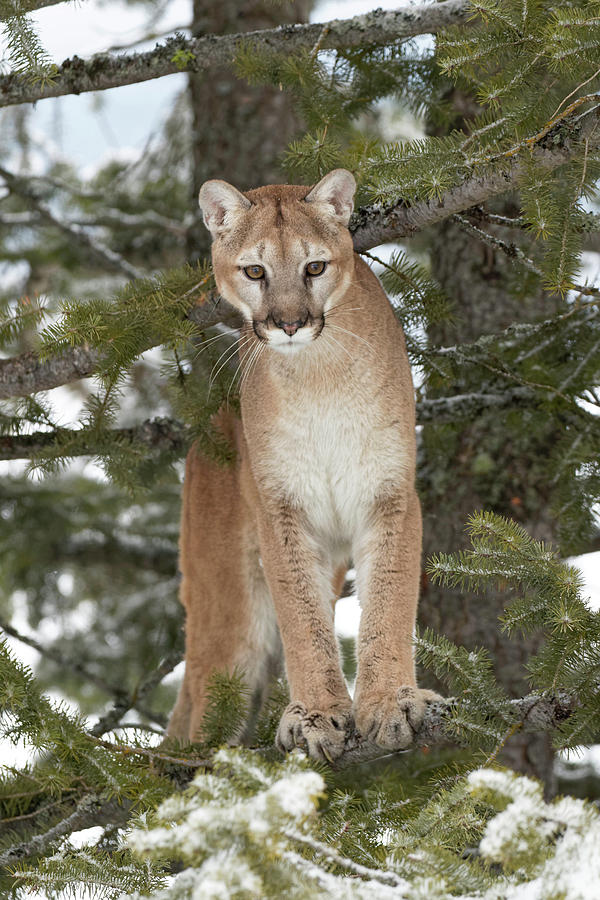 Mountain Lion In Mid Air Jumping Photograph by Adam Jones