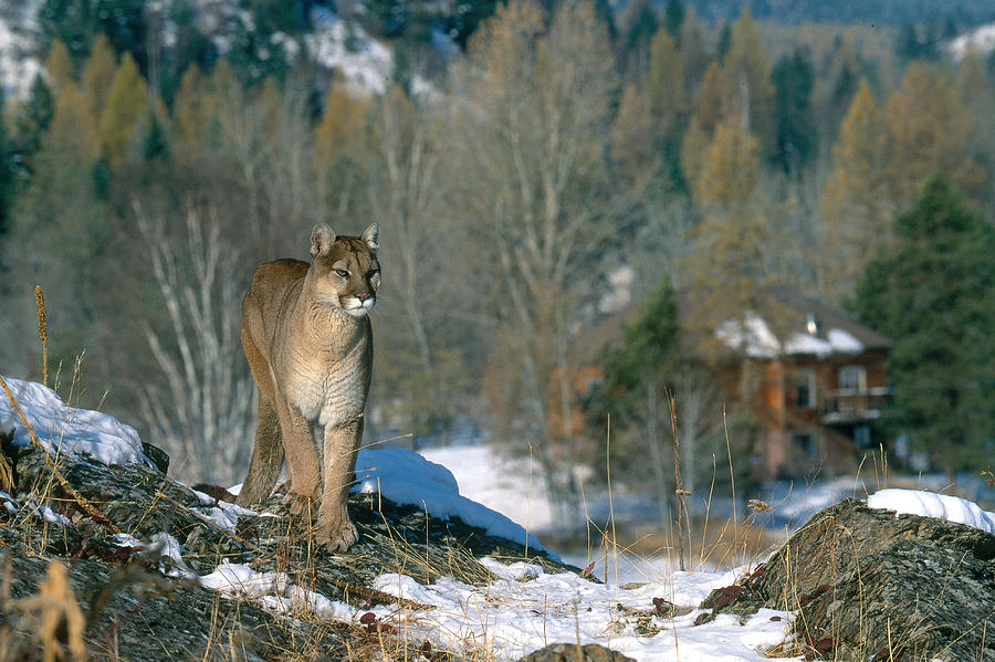 Mountain Lion In Montana Photograph by Jeffrey Lepore