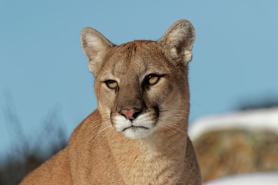 Mountain Lion In Snow, Montana Photograph by Adam Jones - Pixels Mountain Lion In Snow, Montana Photograph by Adam Jones - Pixels