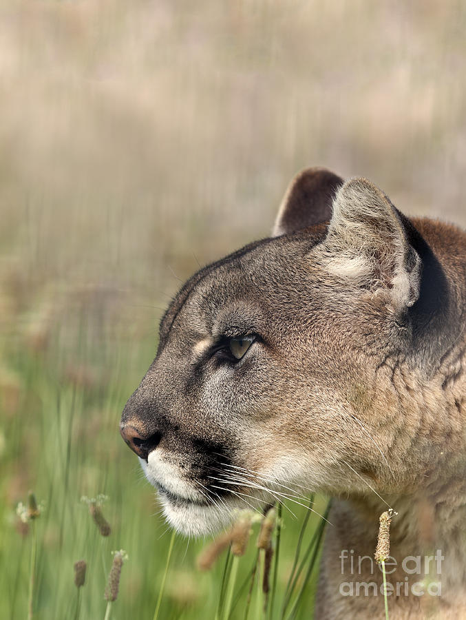 Wildlife Photograph - Mountain Lion in Tall Grass Stalking its Prey. by Brandon Alms