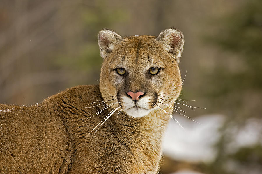 Mountain Lion Photograph by Jack Milchanowski
