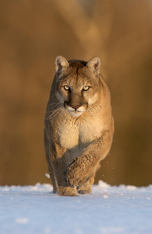 Mountain Lion Photograph by ©Jerry & Barb Jividen