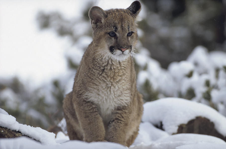 Mountain Lion Juvenile In Snow Photograph by Tim Fitzharris