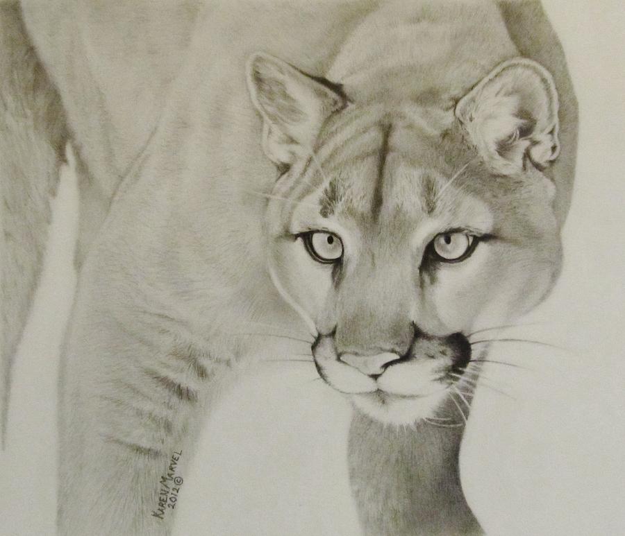 Wildlife Drawing - Mountain Lion by Karen Standifer