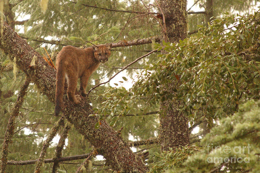 Mountain Lion Kitten Up Tree Photograph by Max Allen
