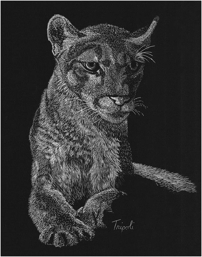 Mountain Lion Drawing by Lawrence Tripoli