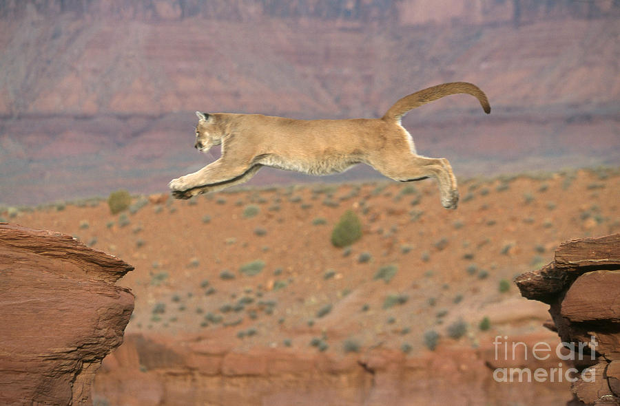 Wildlife Photograph - Mountain Lion Leaping by Alan and Sandy Carey