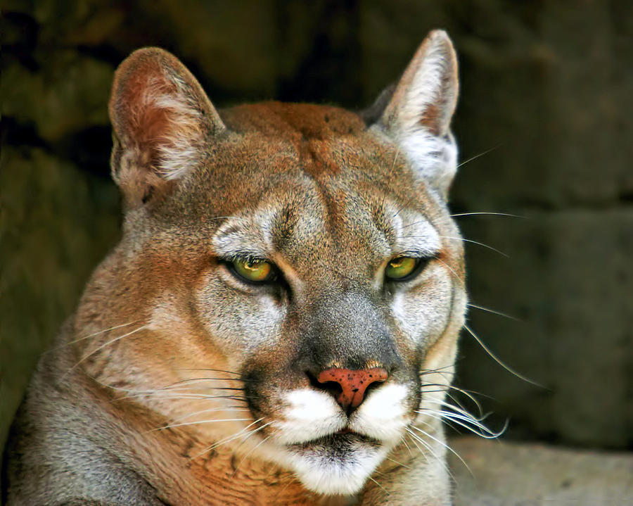 Mountain Lion Photograph by Mary Almond