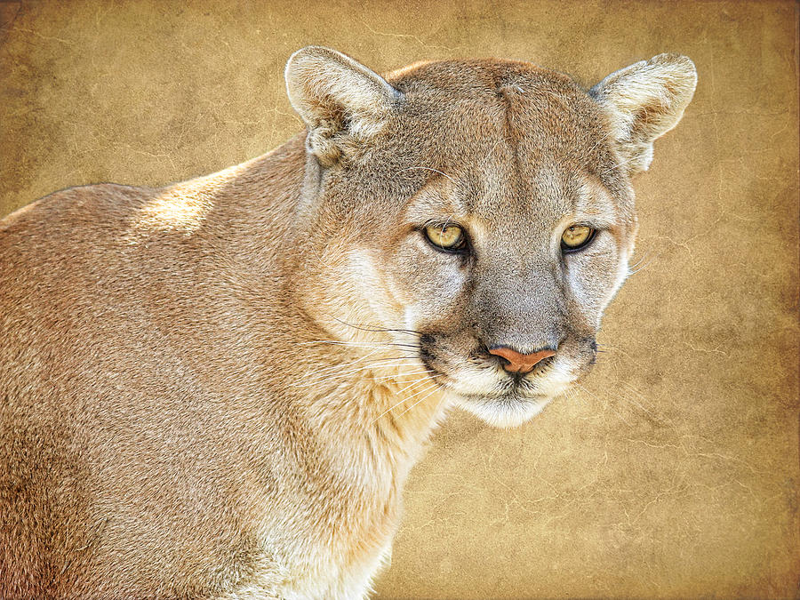 Mountain Lion on Leather Photograph by Steve McKinzie