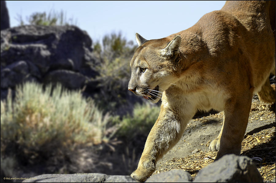 Wildlife Photograph - Mountain Lion on the prowl by LeeAnn McLaneGoetz McLaneGoetzStudioLLCcom