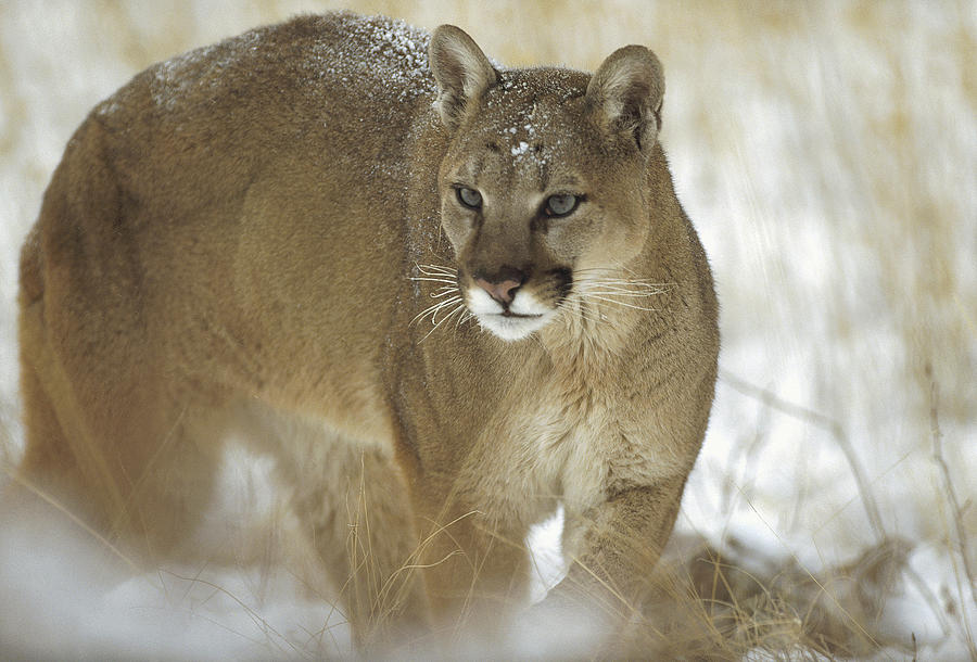 Mountain Lion Portrait In Winter Montana Photograph by Tim Fitzharris