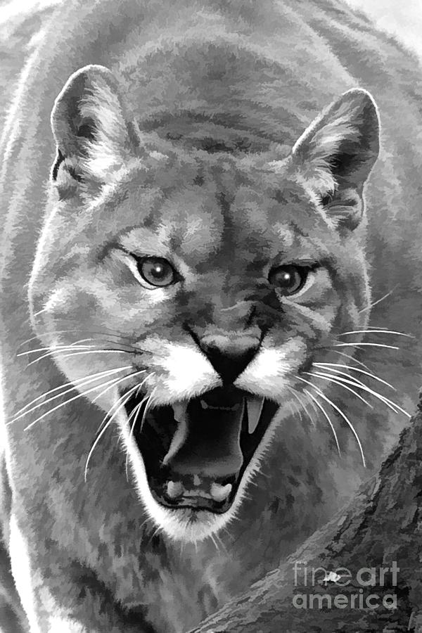 Mountain lion roaring Photograph by Dan Friend