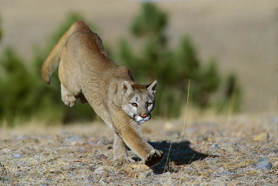 Mountain Lion Running Colorado Photograph by Konrad Wothe