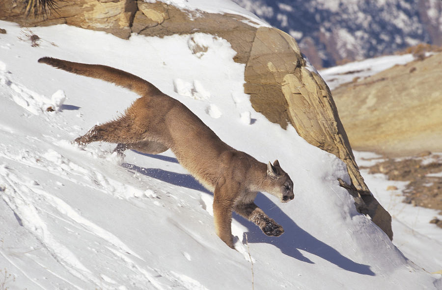 Mountain Lion Running in Snow Photograph by Konrad Wothe