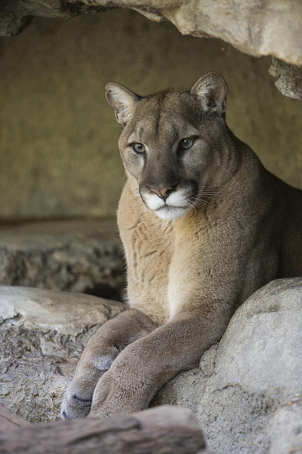 Mountain Lion Photograph by San Diego Zoo
