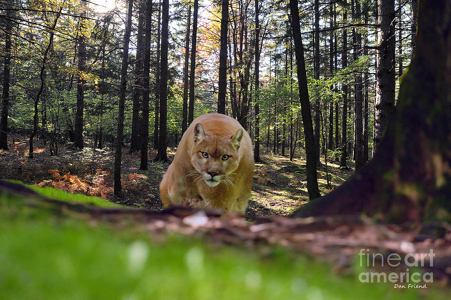 Mountain lion stalking Photograph by Dan Friend