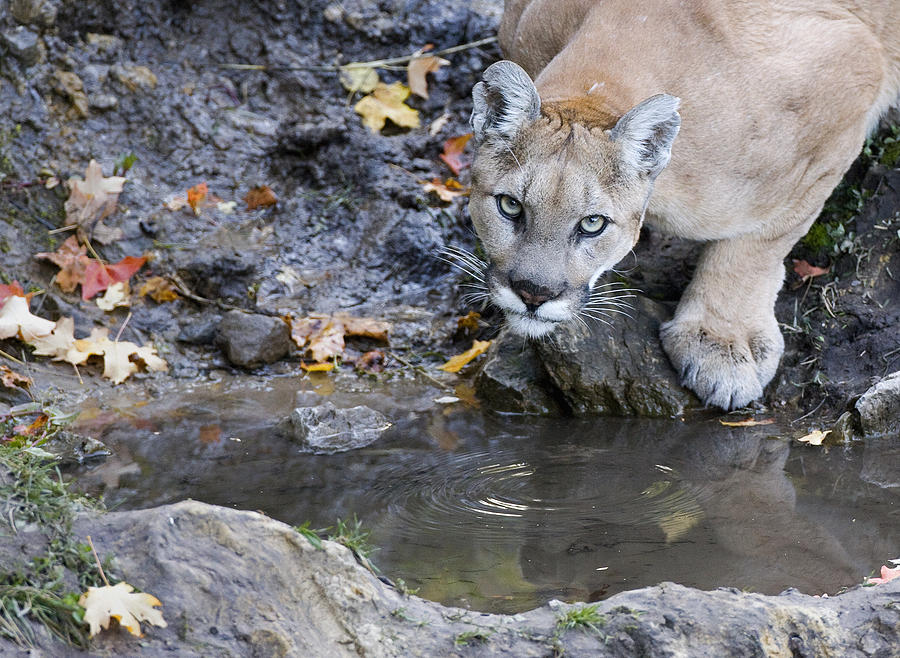Mountain Lion Stare Photograph by Max Waugh