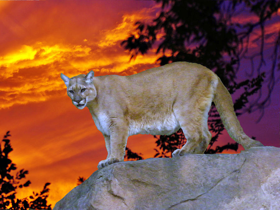 Mountain Lion Sunset Digital Art by Mary Dreher - Pixels