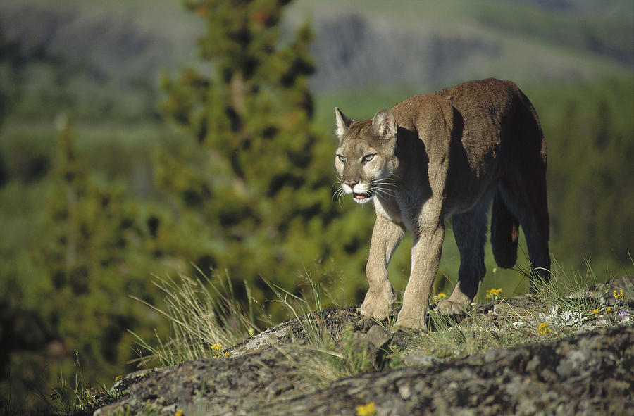 Mountain Lion Walking North America Photograph by Tim Fitzharris