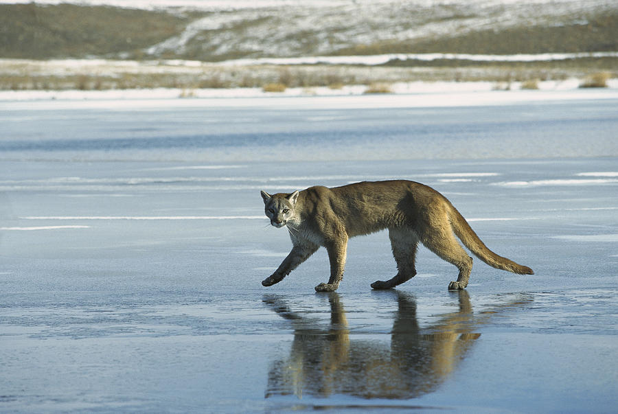 Mountain Lion Walking On Frozen Lake Photograph by Konrad Wothe