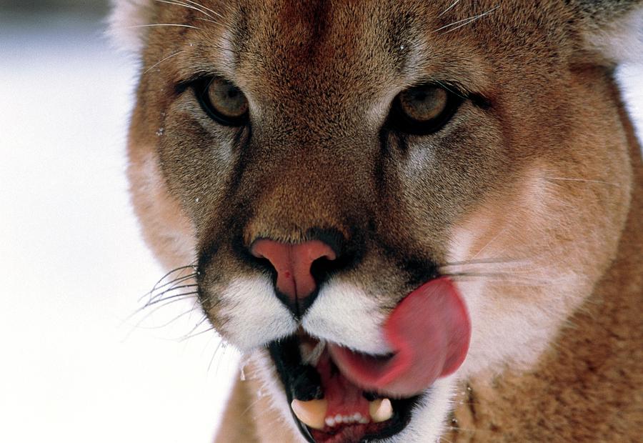 Wildlife Photograph - Mountain Lion by William Ervin/science Photo Library