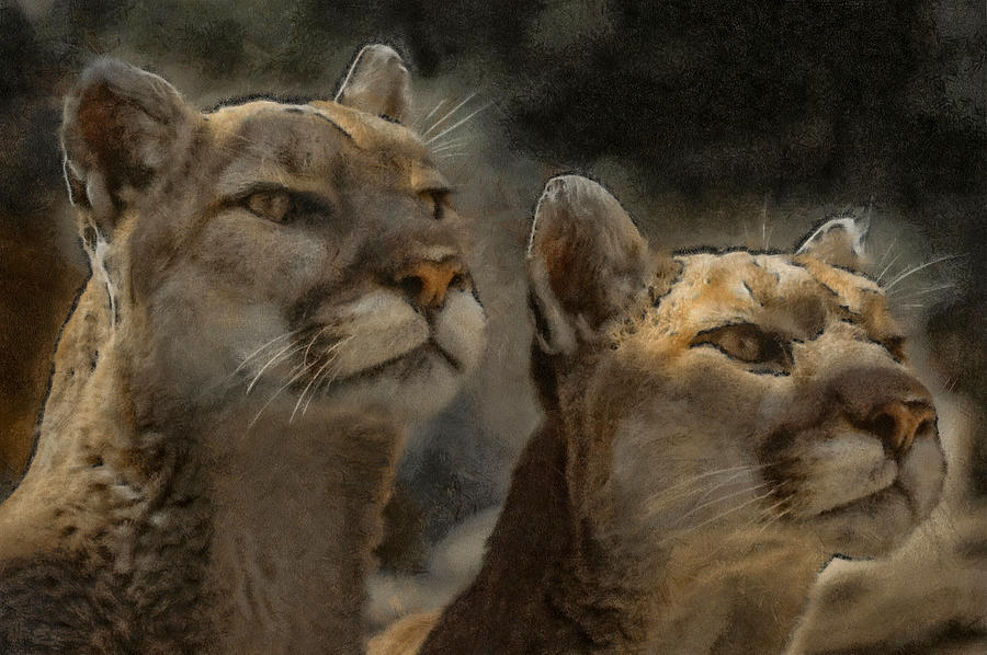 Animal Digital Art - Mountain Lions by Ernest Echols