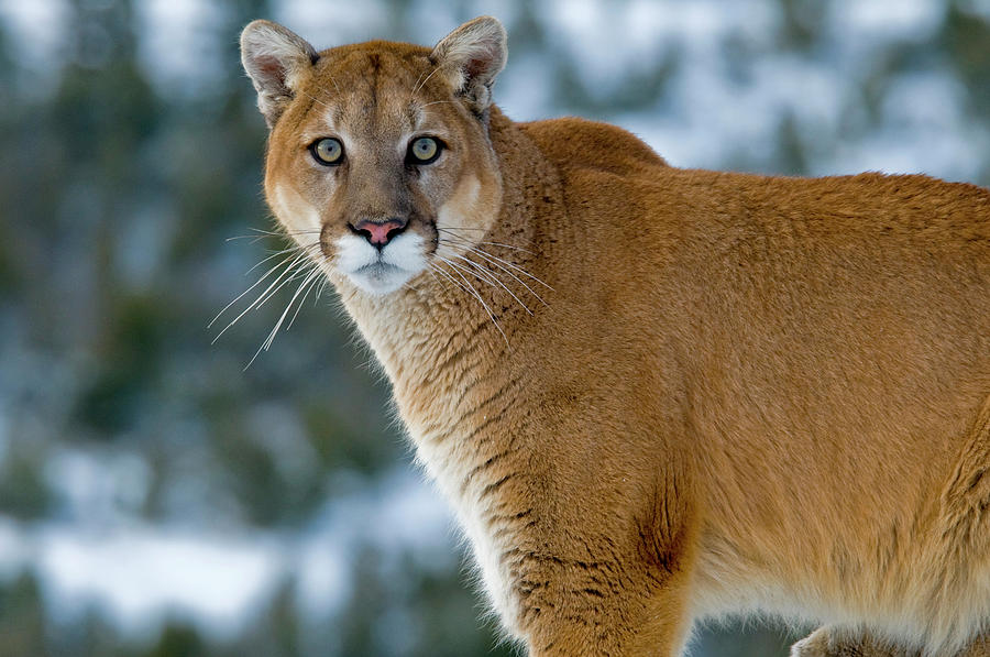 Mountain Lions In The Western Mountains Photograph by Dennis Fast ...