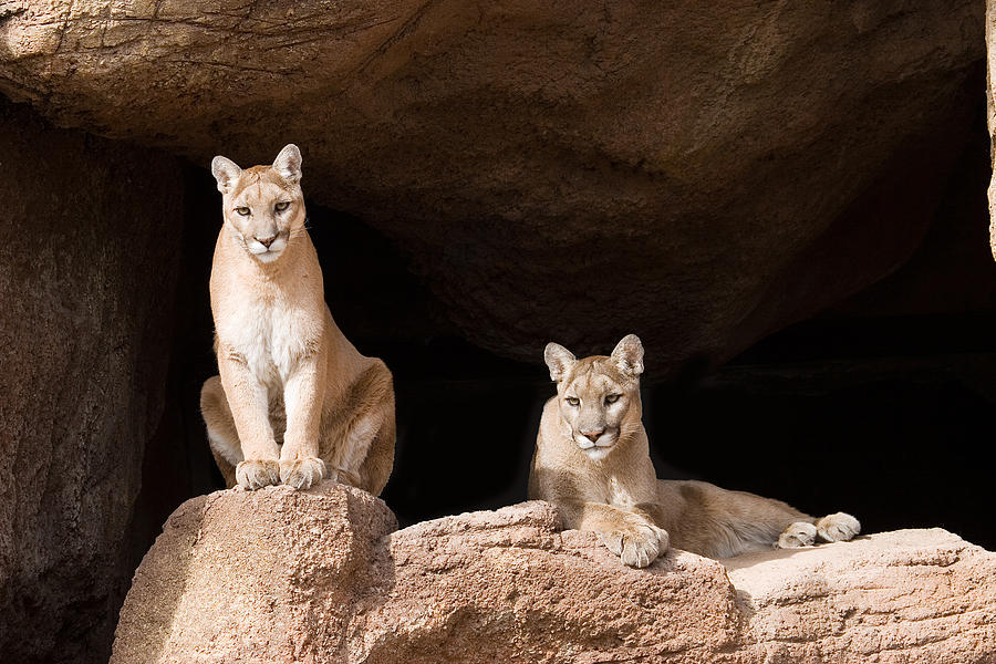 Mountain Lions (Pumas) Photograph by Jiwhite