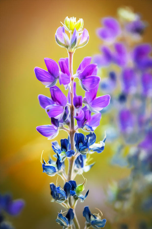 Mountain Lupine Glacier National Park Painted Photograph by Rich Franco