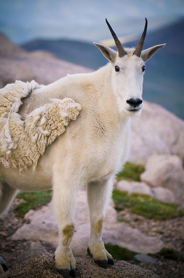 Mountain Majesty Photograph by Mike Berenson - Fine Art America