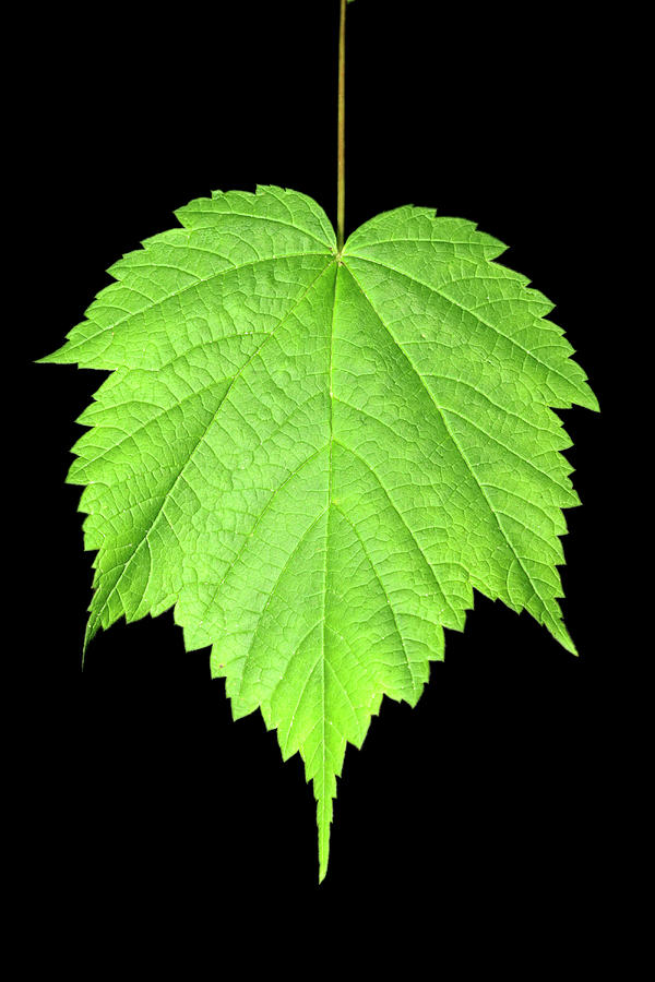 Mountain Maple Leaf (acer Spicatum) by Science Stock Photography ...