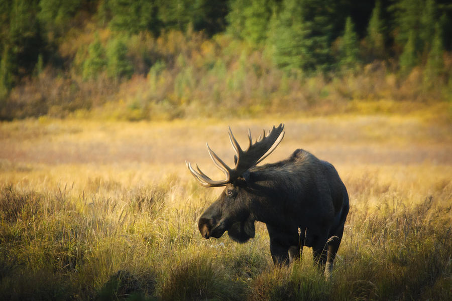 Mountain Meadow Morning Moose II Photograph by Brandon Smith | Fine Art ...