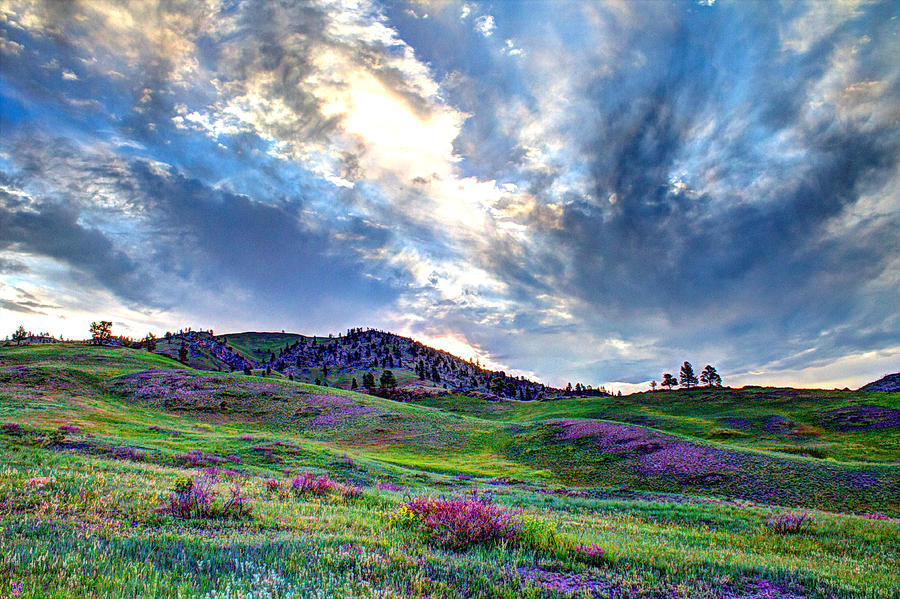 Mountain Meadow of Flowers Photograph by John Lee - Pixels