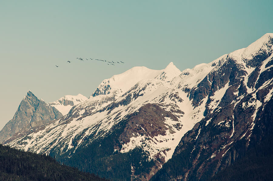 Mountain Migration Photograph by Michele Cornelius
