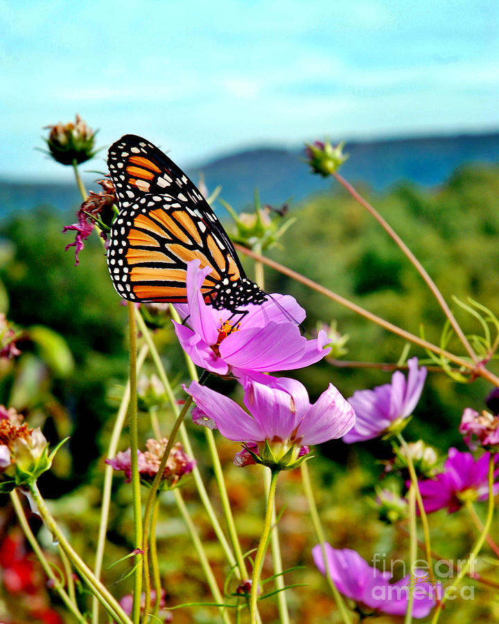 Rose Photograph - Mountain Monarch I by Jeff McJunkin