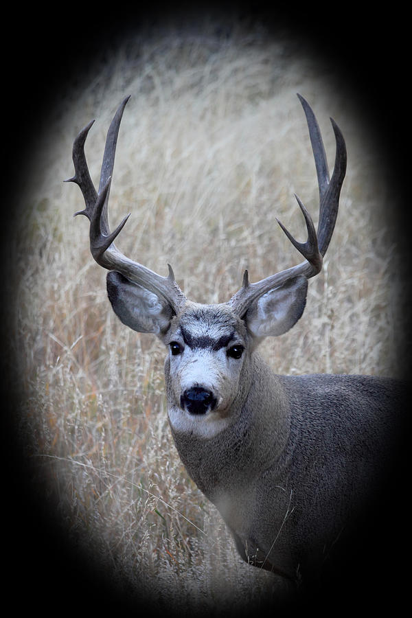 Mountain Mule Deer Photograph by Shane Bechler