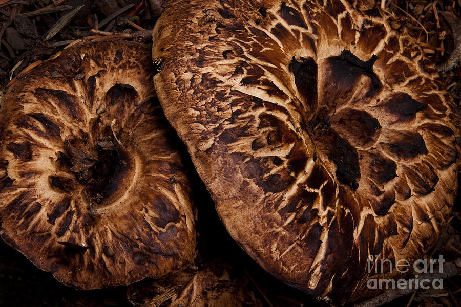 Mountain Mushrooms   #3670 Photograph by J L Woody Wooden