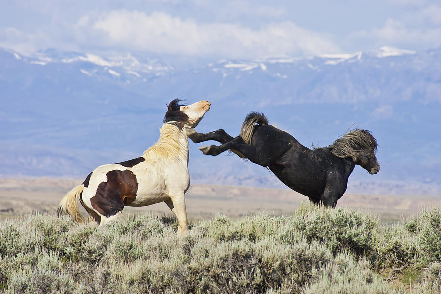 Mountain Mustangs Photograph by D Robert Franz