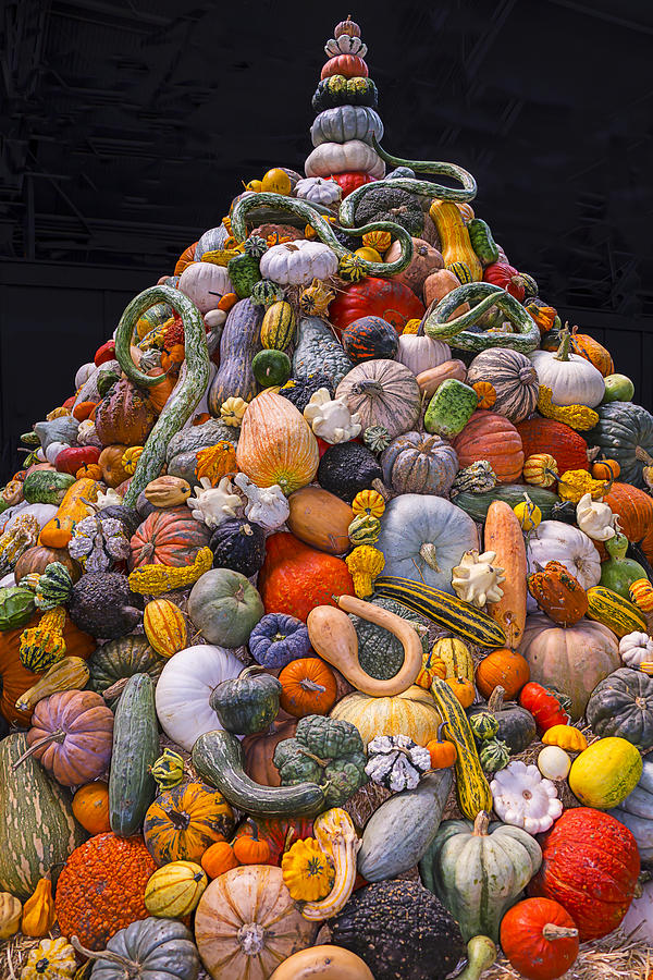 Mountain Of Gourds And Pumpkins Photograph by Garry Gay
