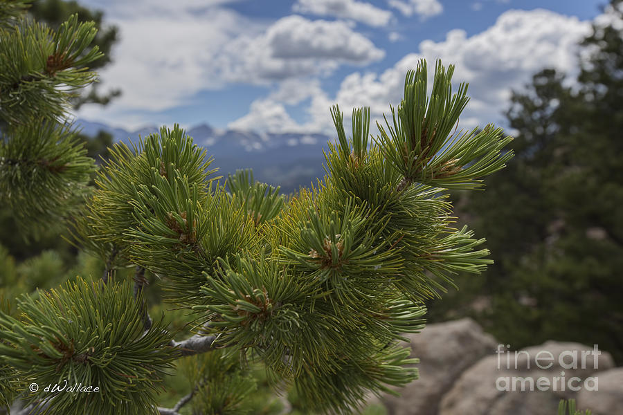 Colorado Mountain Pine Needles Photograph by D Wallace