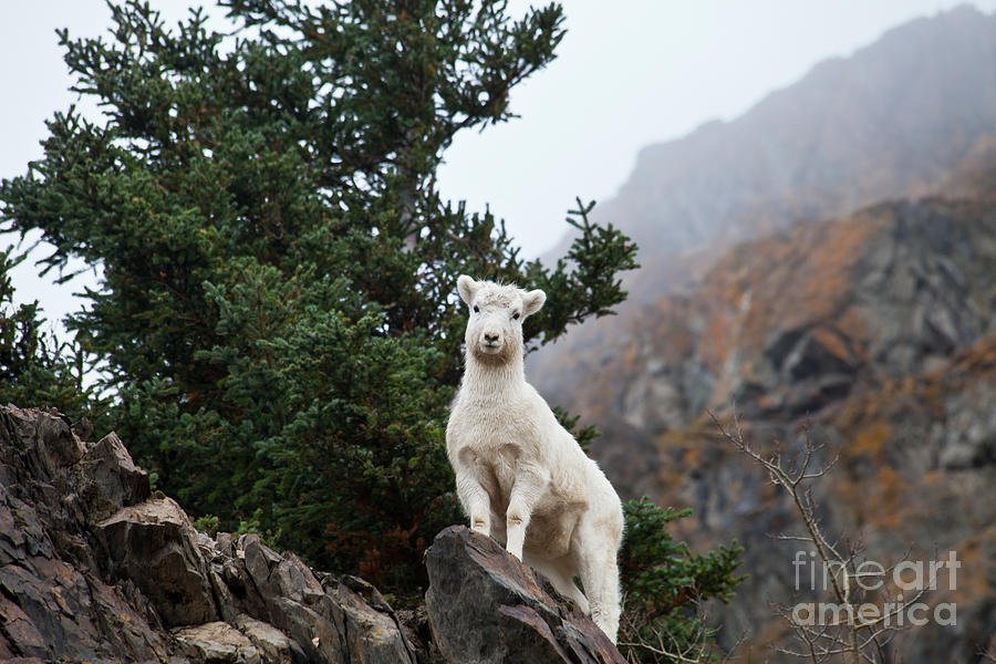 Wildlife Photograph - Mountain Play by Chris Heitstuman