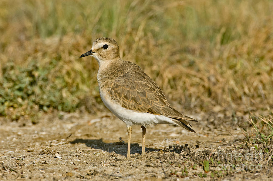Mountain Plover Photograph by Anthony Mercieca