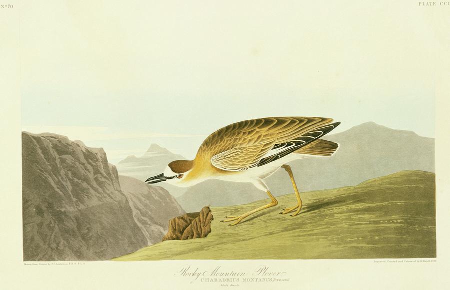 Mountain Plover Photograph by Natural History Museum, London/science Photo Library