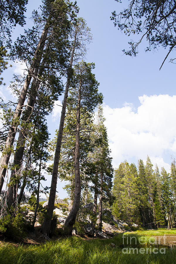 Mountain Pond Pines Photograph by Juan Romagosa - Fine Art America