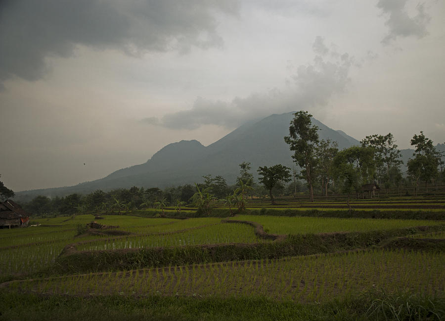 Mountain Rice Fields Photograph by Miguel Winterpacht