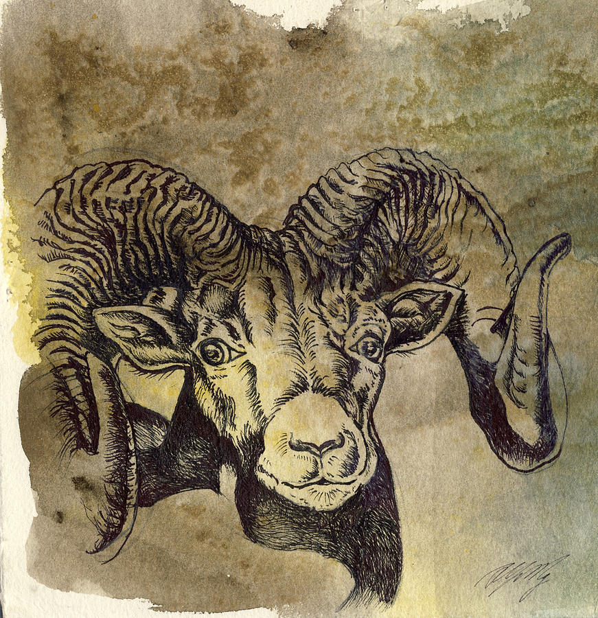 Mountain Ram #1 Drawing by Alfred Ng