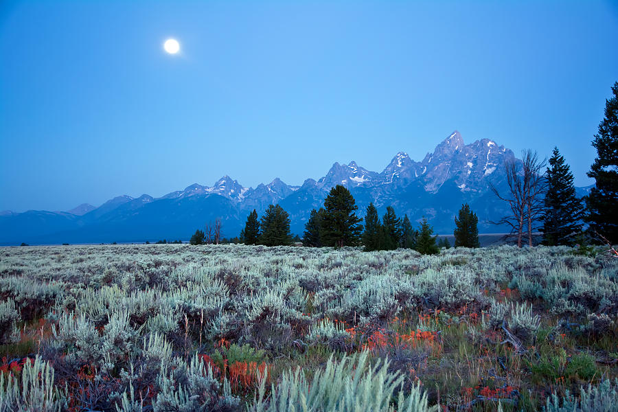 Mountain Sage and Moon Photograph by Randall Branham