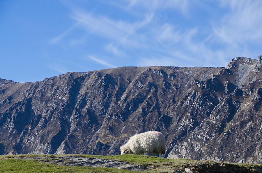 Mountain Sheep Grazing - Donegal Ireland Photograph by Bill Cannon