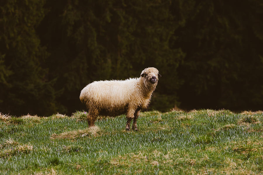 Mountain Sheep Photograph