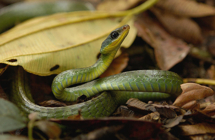 Mountain Sipo Coiled In Leaf Litter Photograph by Pete Oxford